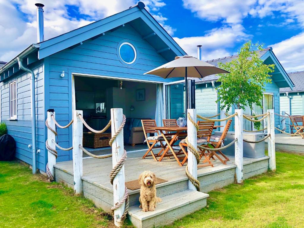 a dog sitting on the porch of a blue house at Secret Of Eden Beach House in Filey