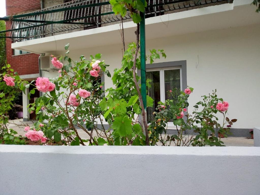 una casa con rosas rosas frente a un edificio en Apartmani Alma en Skradin