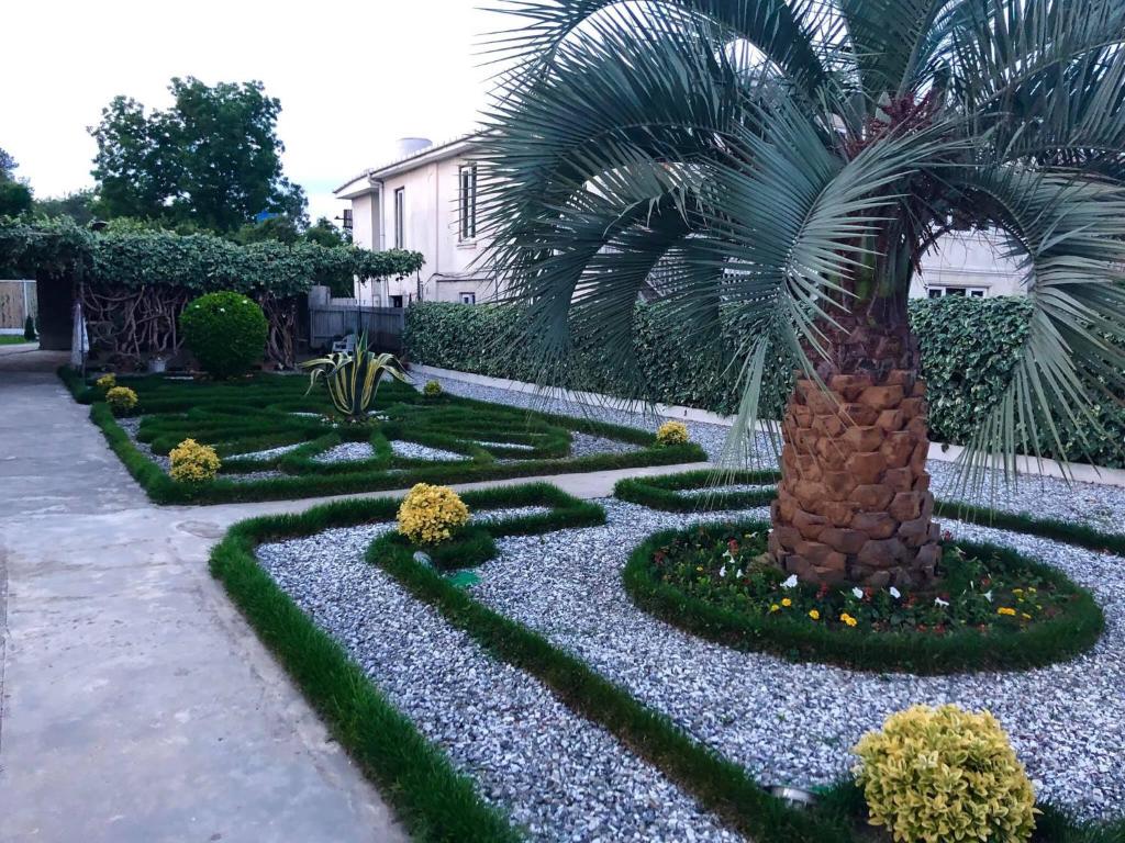 a palm tree in the middle of a garden at Green Garden in Zugdidi