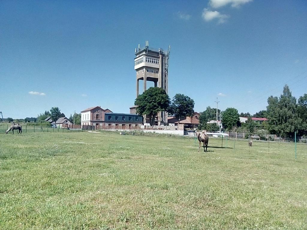 um cavalo parado num campo com uma torre de relógio em Hornický penzion em Příbram