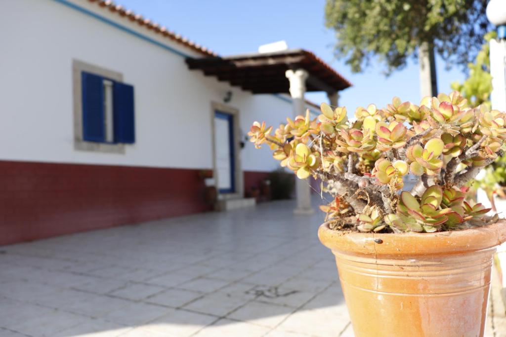 Una pianta in un vaso di fronte a una casa di Monte do Parral a Santiago do Cacém