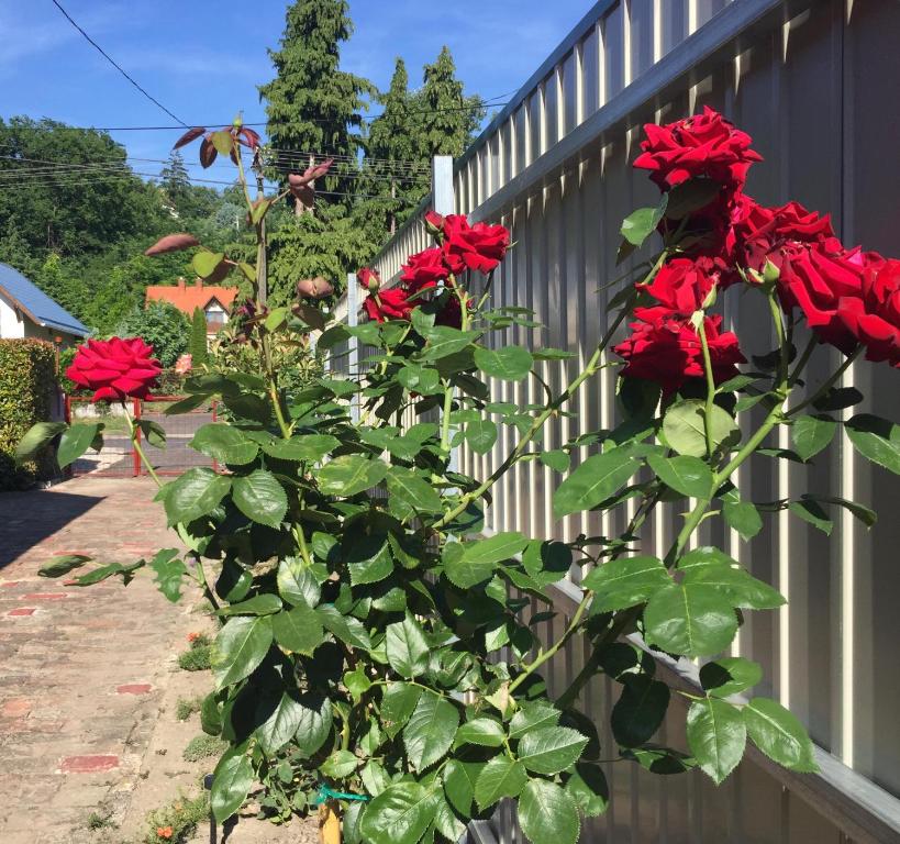 Vonkajšia záhrada v ubytovaní MG Apartman