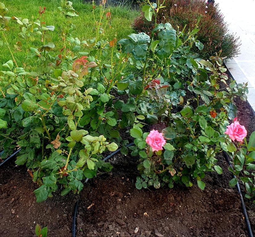 A garden outside Apart Hotel Iglika