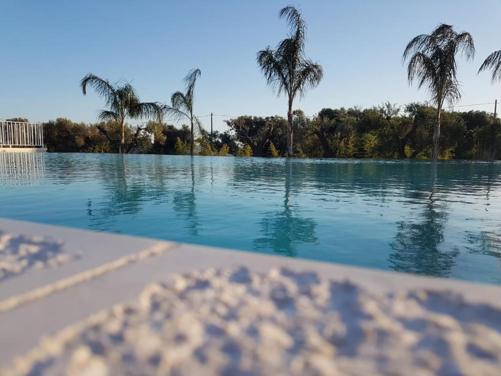 L'Ulivo e la Stella - foto 14