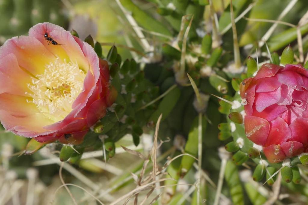 Afbeelding uit fotogalerij van Cortijo el Abejaruco in Almuñécar