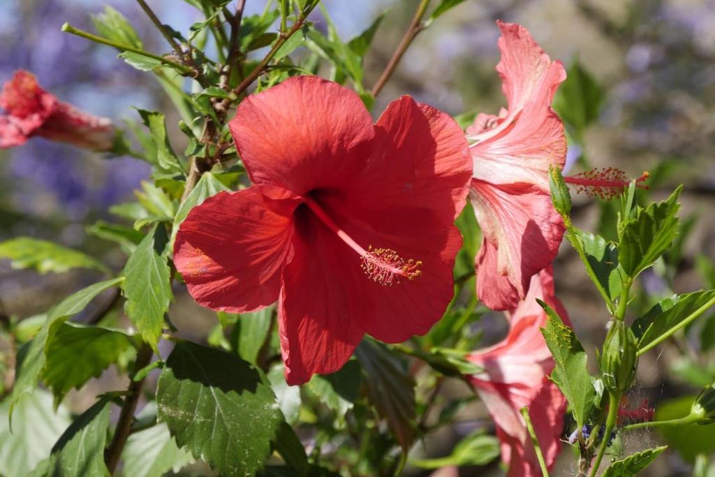 Een tuin van Cortijo el Abejaruco