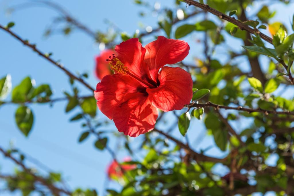 a red flower is hanging from a tree at Pansion Ermioni in Skala