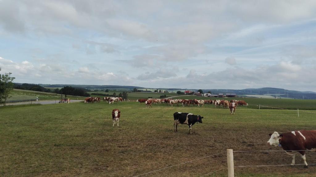 una manada de vacas de pie en un campo en Hanslbauernhof en Moosbach