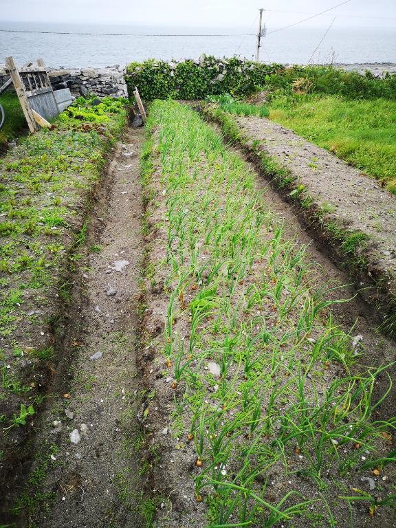 two dirt roads with grass and the ocean at An Creagán Rooms in Inisheer