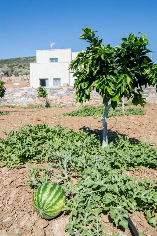 a watermelon growing in a field with a tree at Ligaridia Apartments in Moutsoúna