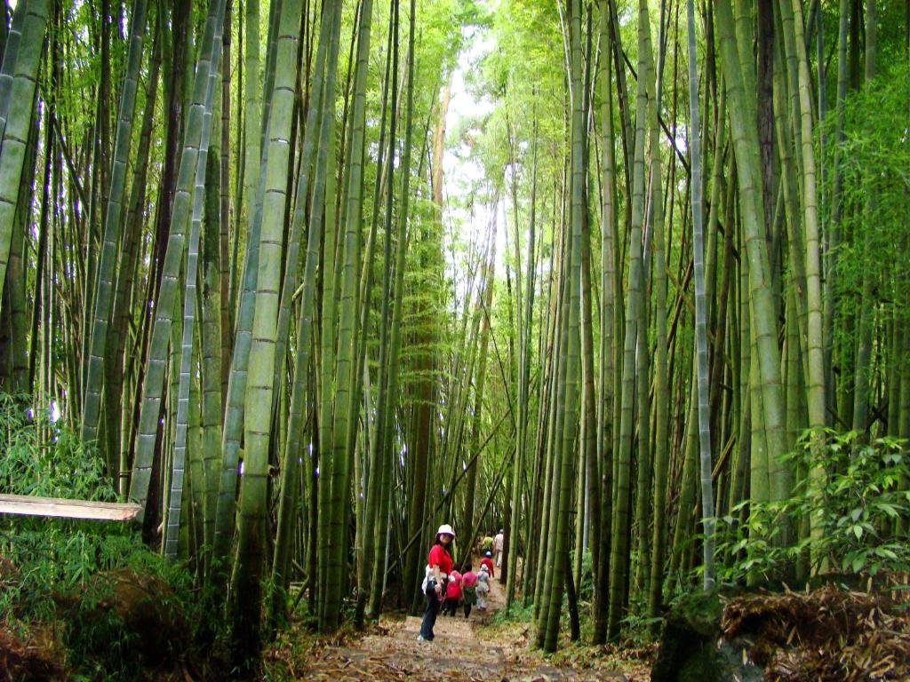 a person walking through a bamboo forest with a dog at Alishan B&amp;B YunMinGi in Fenqihu