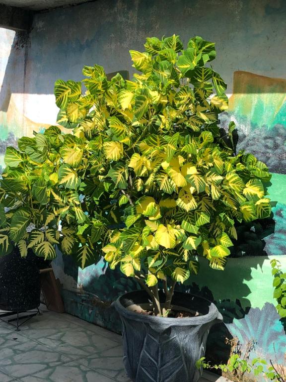  Pousada das Flores.