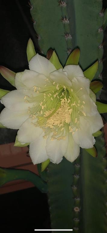  Pousada das Flores.