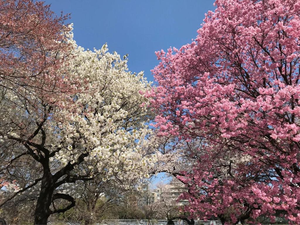 Fotografie z fotogalerie ubytování Sakura Cross Hotel Ueno Okachimachi v Tokiu