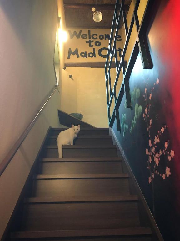 Fotografie z fotogalerie ubytování Mad Cat Hostel Osaka & Bar v Osace