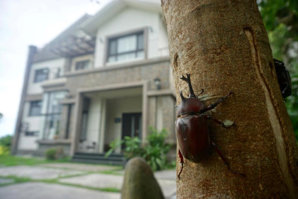 a beetle on the side of a tree in front of a house at CarNo B&amp;B in Yuanshan