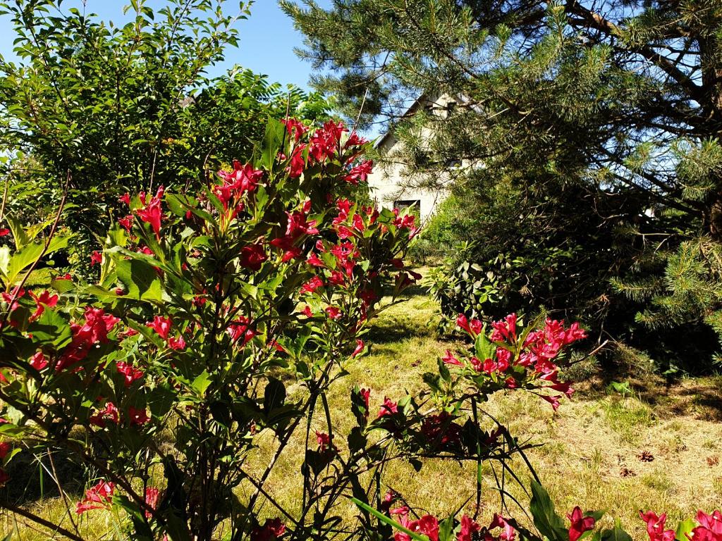 Zahrada ubytování Apartmán 33