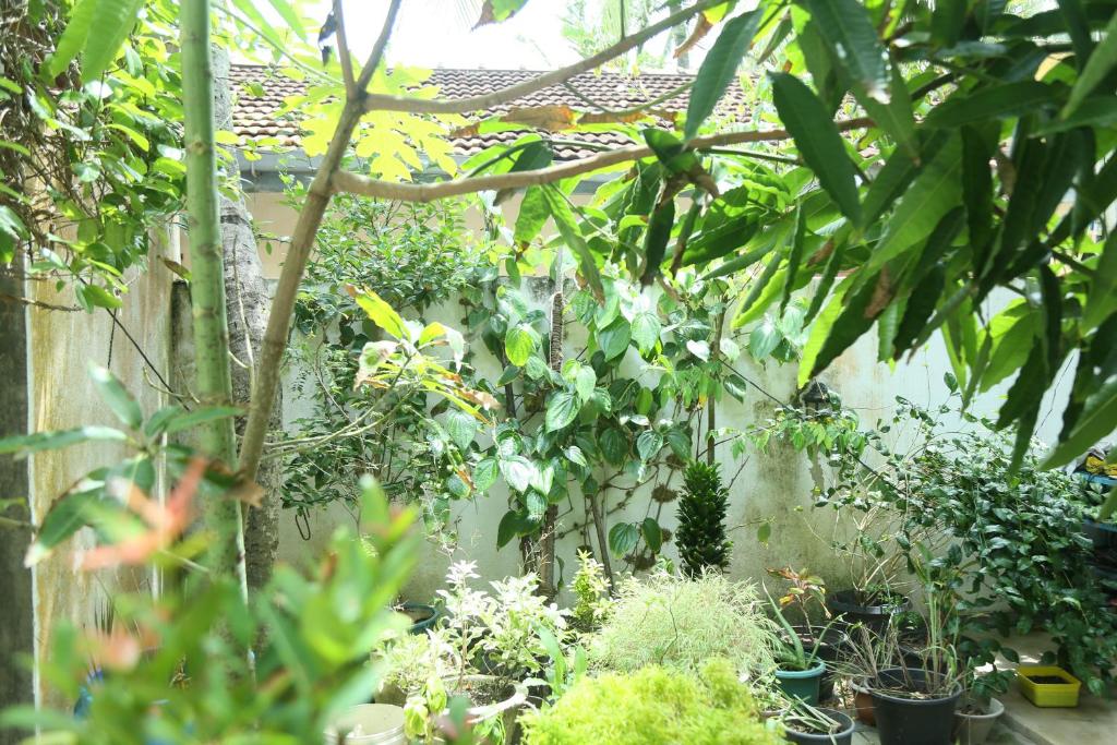 Zahrada ubytování Villa Koggala
