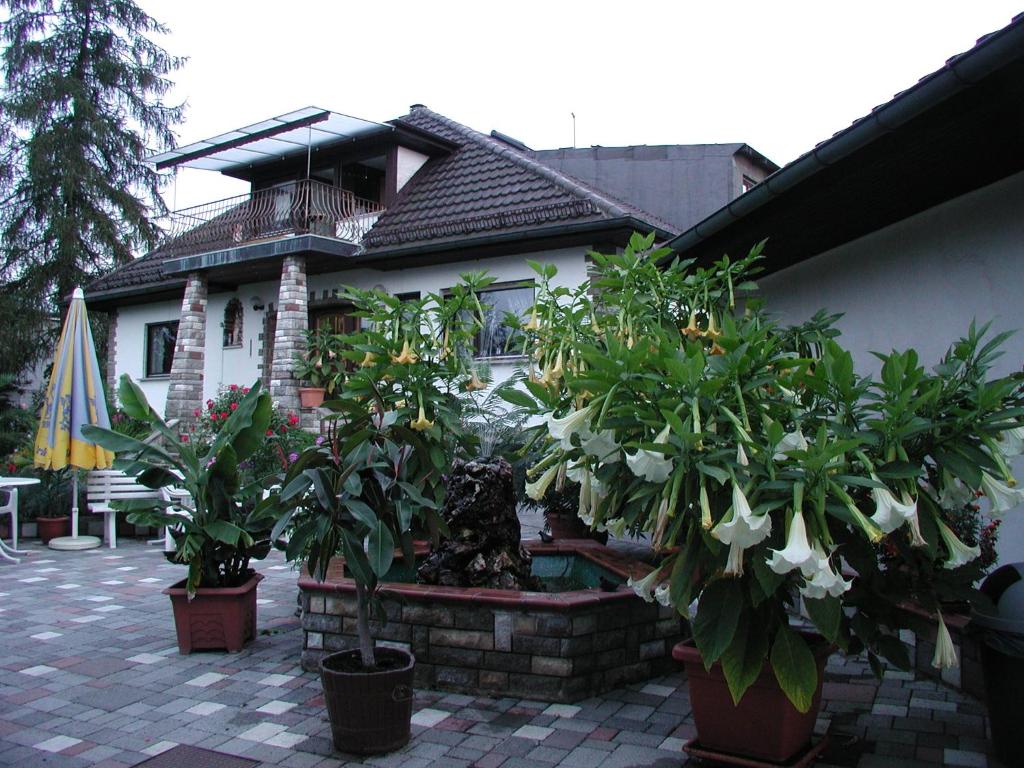 Zahrada ubytování Pension Hofmann