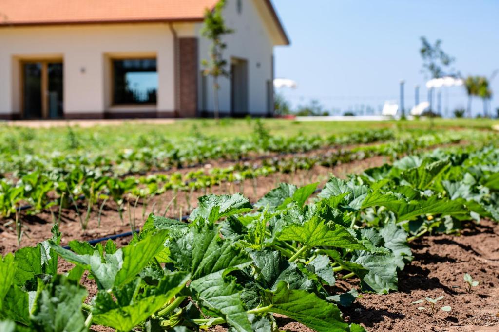 Vonkajšia záhrada v ubytovaní Agriturismo Acquachiara
