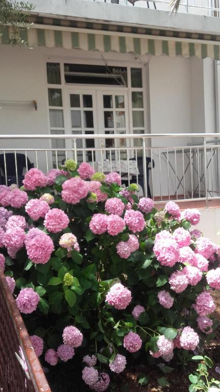 Guest House Vila Bak外面的花园