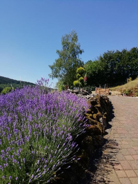 a field of purple flowers next to a path at FeWO Koeppe in Kopp