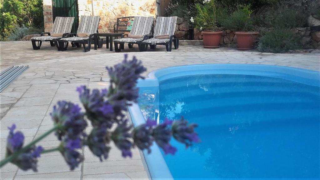 Ein paar lila Blumen neben einem Pool in der Unterkunft Lavender Hill Hvar Villa - pool, jacuzzi,sauna,BBQ in Stari Grad
