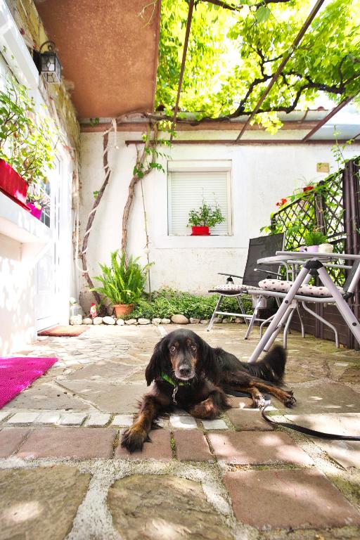 a black dog laying on the ground in a patio at Apartments Baredi in Izola