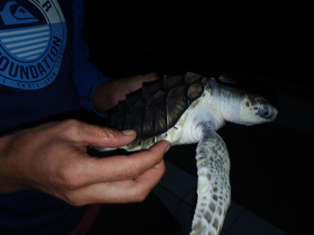 Zvířata v ubytování v soukromí nebo okolí