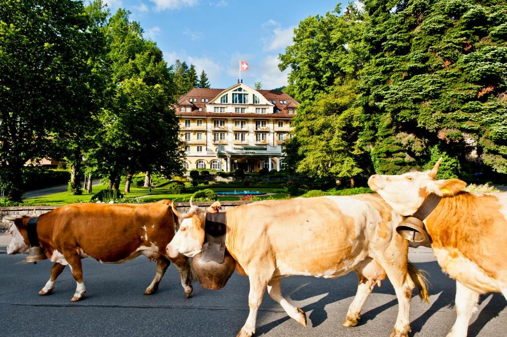 um grupo de vacas andando por uma rua em Le Grand Bellevue em Gstaad