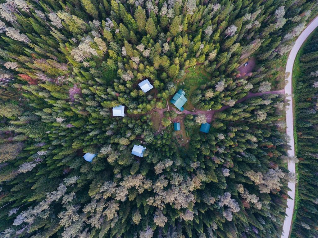 an aerial view of a forest with trees at Logden Lodge in Nelson