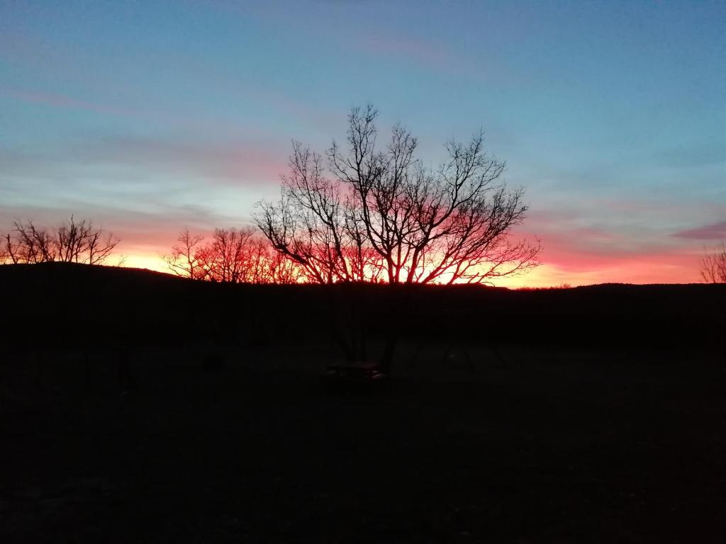 a tree in a field with the sunset in the background at LA MAGUETTE in Sault-de-Vaucluse