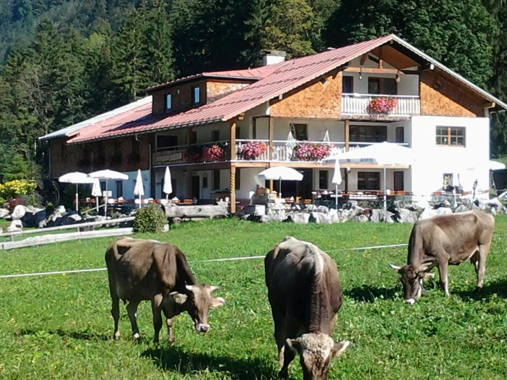 trois vaches pacant dans un champ devant une maison dans l'établissement Berggasthof Riefenkopf, à Oberstdorf