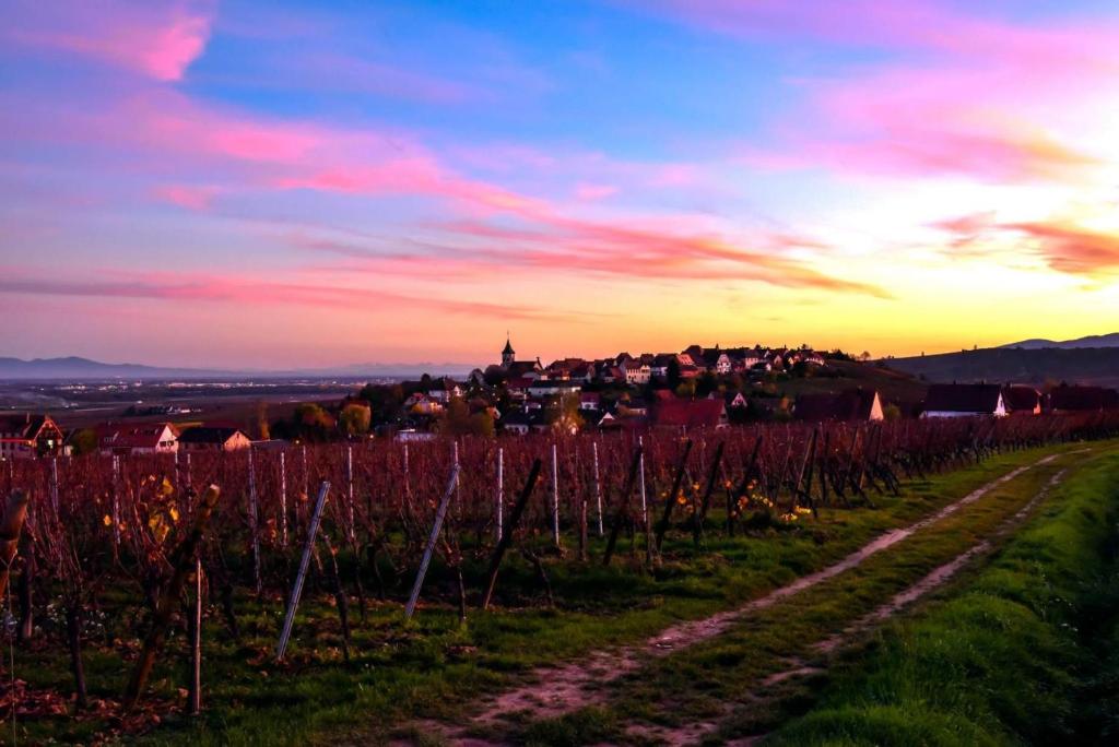 a vineyard at sunset with a town in the background at Le B. VINTAGE in Riquewihr