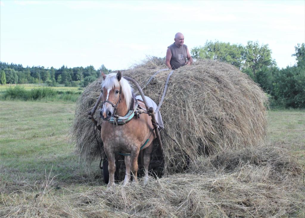 Zvieratá na farme alebo blízkom okolí