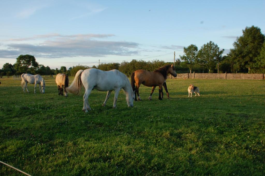 a group of horses grazing in a field at The Little Flock Farm in Cloonmore