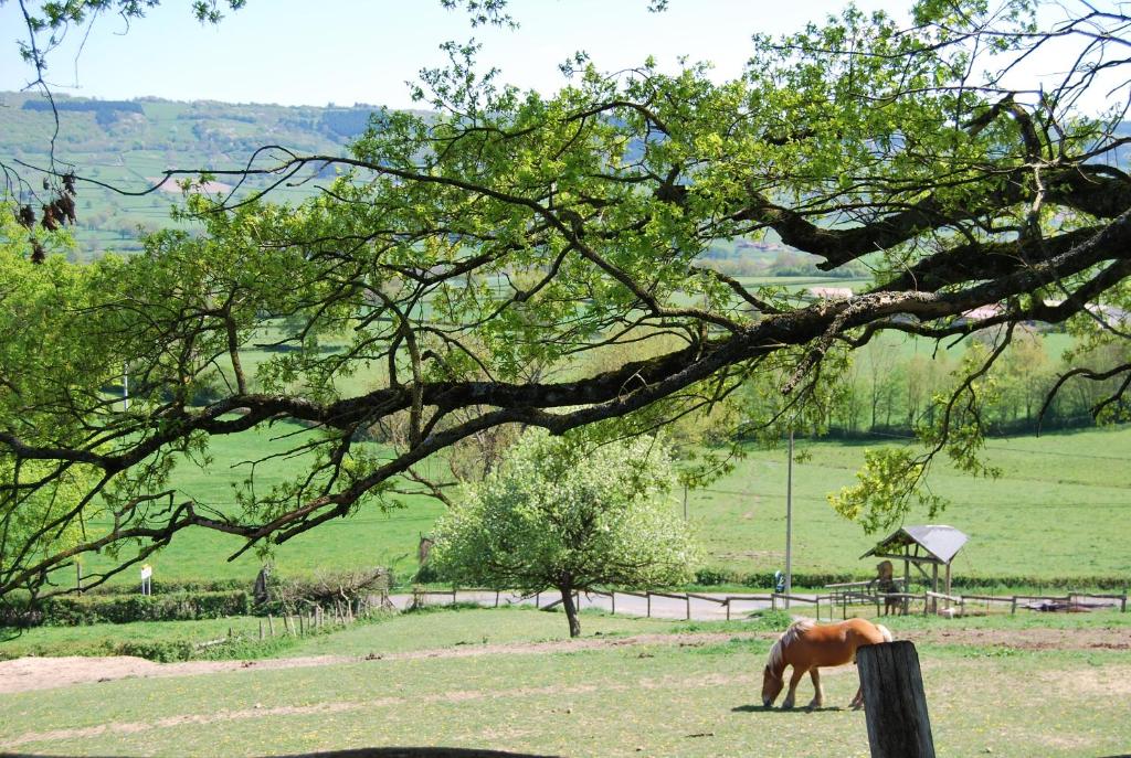 a horse grazing in a field under a tree at Village.insolite in Montagny-sur-Grosne