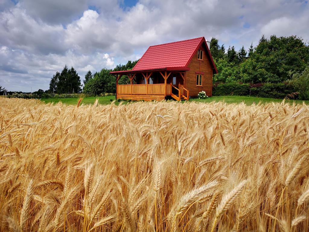 a barn in the middle of a field of wheat at Dorotkowy Domek in Wielowieś