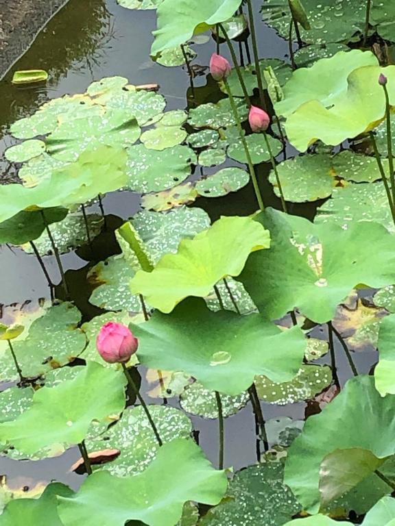 Zahrada ubytování Yiyue Guanhe Homestay 倚月觀荷民宿