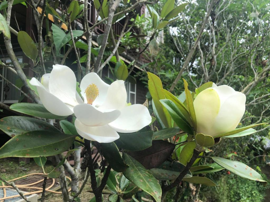 Zahrada ubytování Yiyue Guanhe Homestay 倚月觀荷民宿