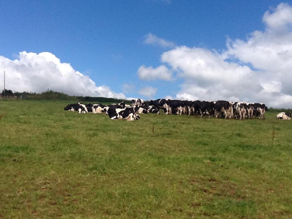 克雷迪頓的住宿－North Hollacombe Farm，一群牛在田野里放牧