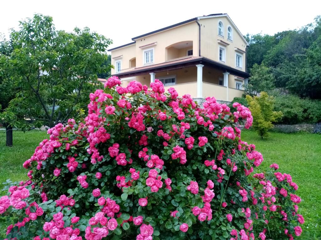 un gran arbusto de rosas rosas frente a una casa en Guesthouse Villa AnnaDora, en Brseč