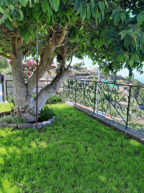 Zahrada ubytování Casa Velha D Fernando e Casa Avó Augusta