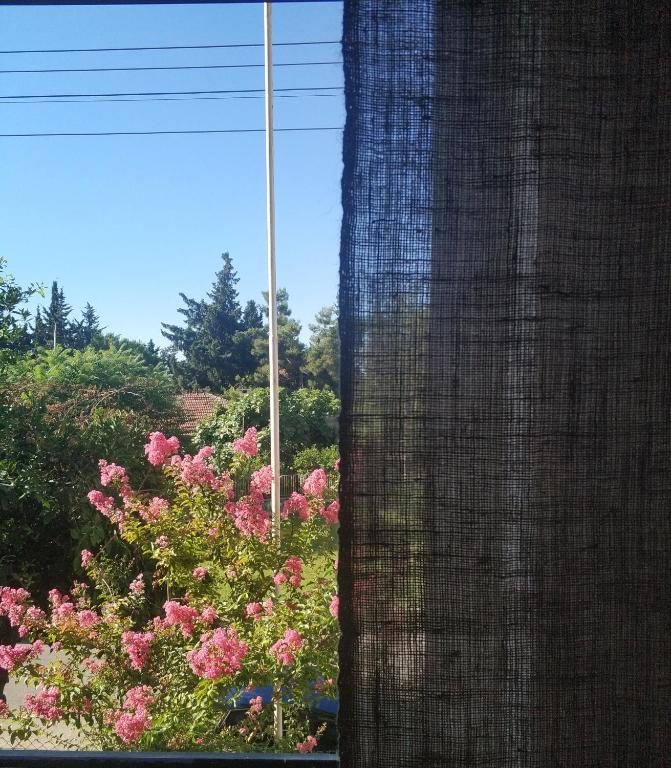 A garden outside El Mundo Suites