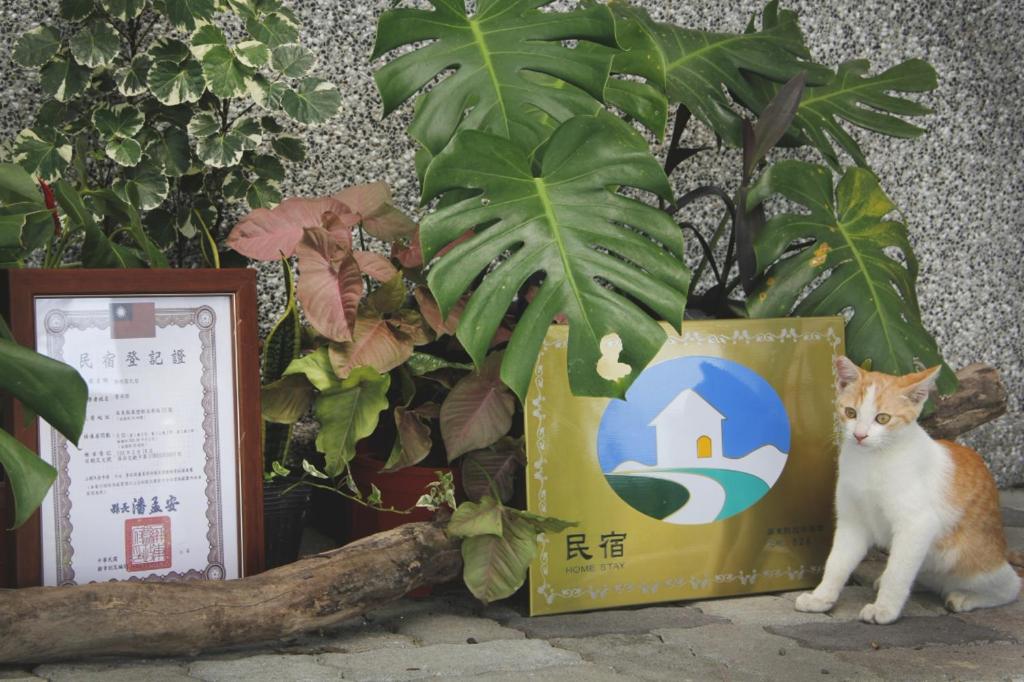 un chat orange et blanc assis à côté de quelques plantes dans l'établissement Hakka Eco-farm 雅歌園民宿食農教育有機農場, à Wanluan