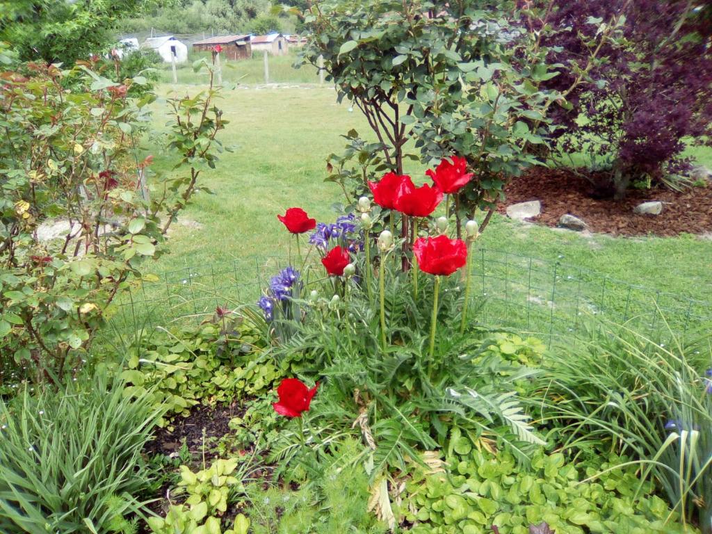 einen Garten mit roten Blumen im Hof in der Unterkunft la dabinerie in Pruniers