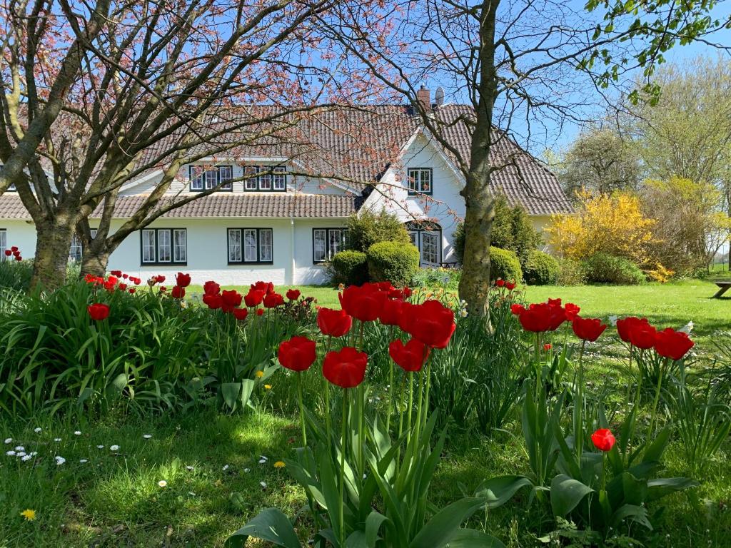 una casa con tulipanes rojos delante de ella en Landhaus Haack, en Tümlauer Koog