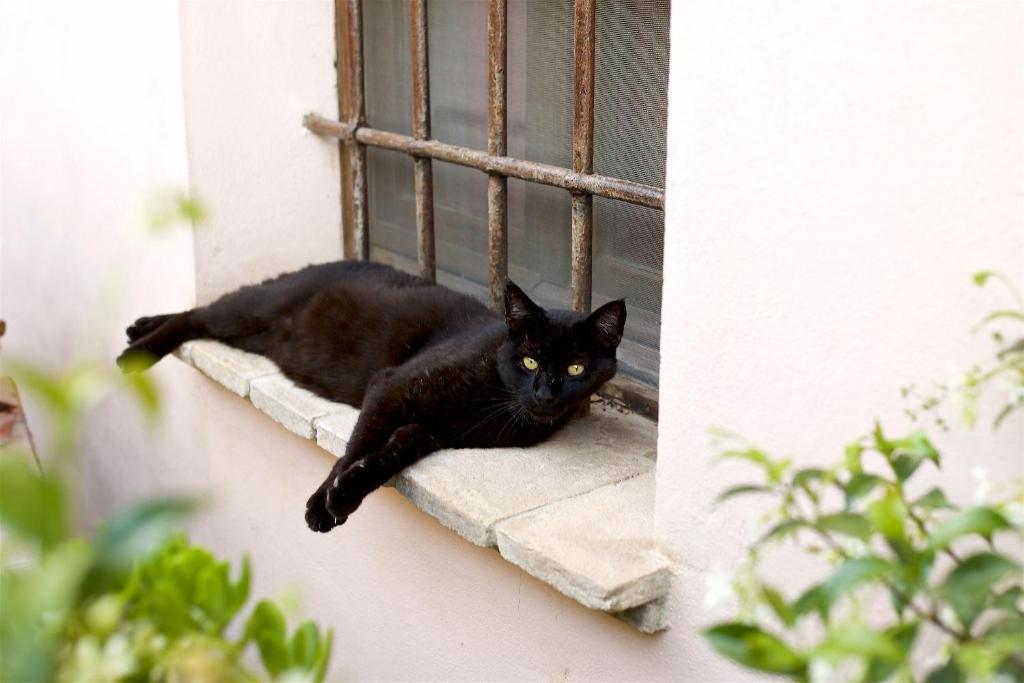 Domácí mazlíčci ubytovaní s hosty v ubytování Al Guado di Assisi B&B