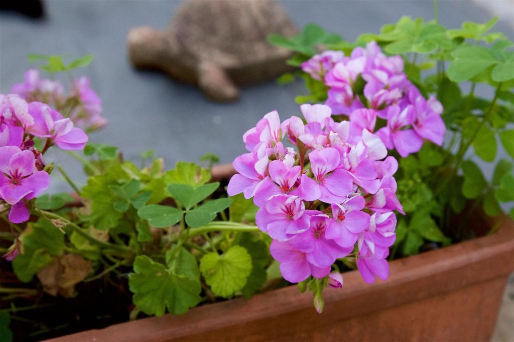 Zahrada ubytování Al Guado di Assisi B&B