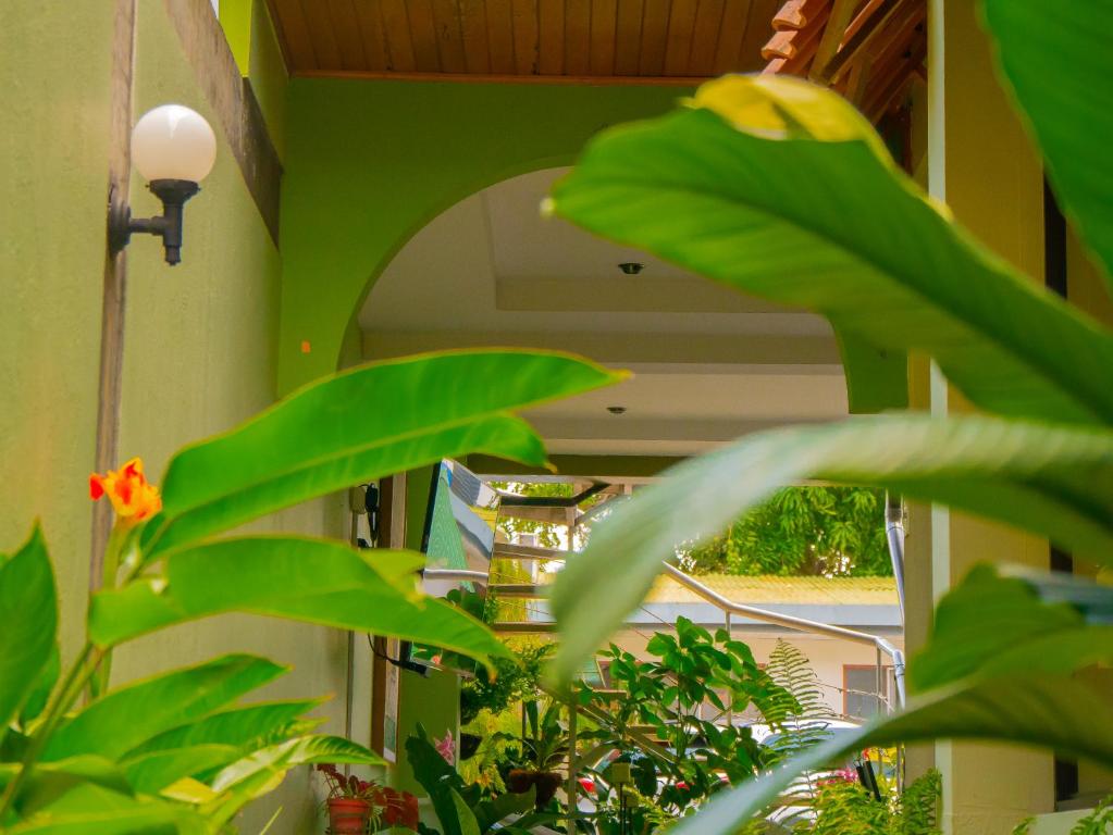 Zahrada ubytování Hotel Bamboo Aeropuerto